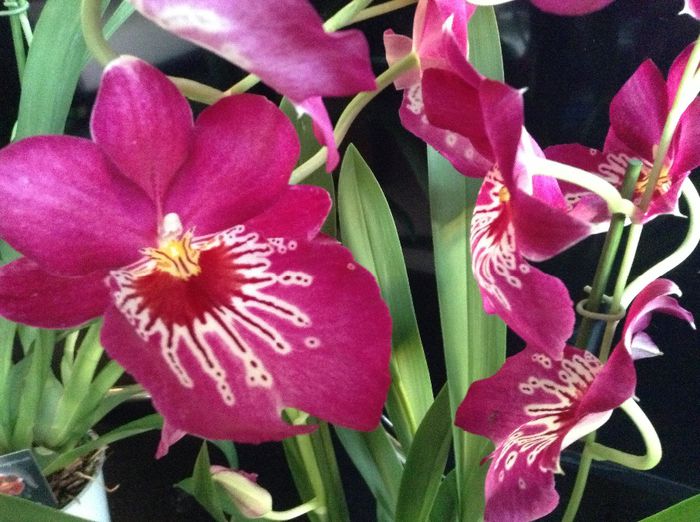 image - Miltonia