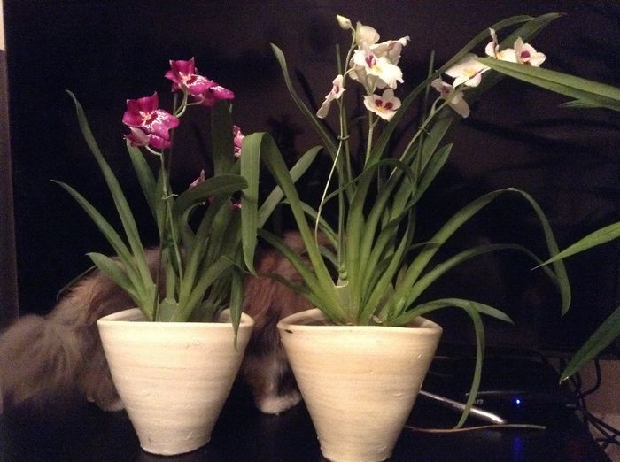 image - Miltonia