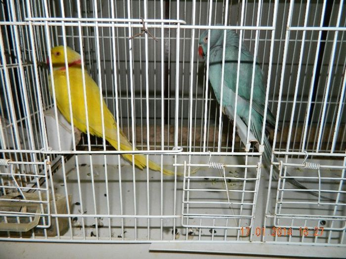  - y-EXPOZITIE Dr Tr Severin ian 2014