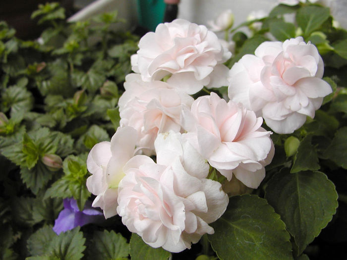 Impatiens walleriana 'Rockapulco® White Double' - Impatiens