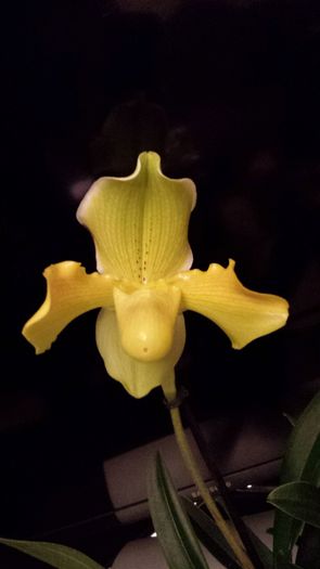 image - Paphiopedilum