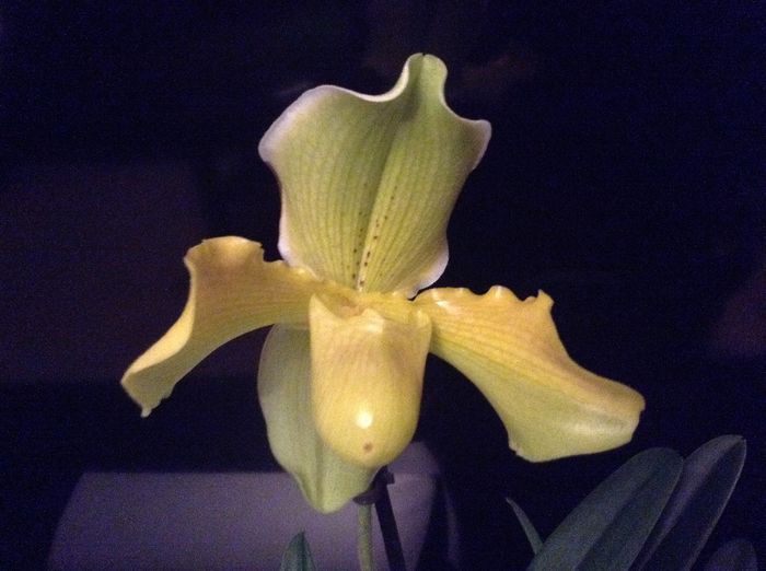 image - Paphiopedilum