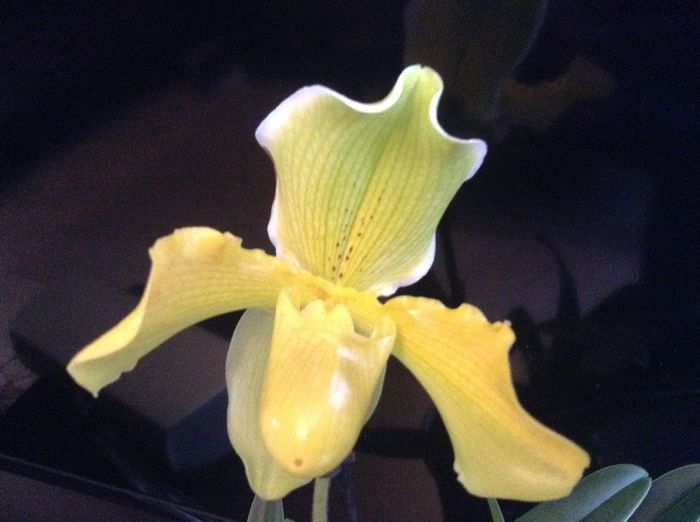 image - Paphiopedilum