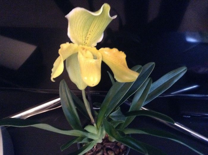 image - Paphiopedilum