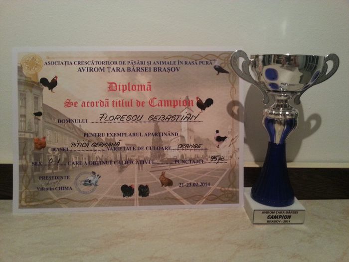 Expo Brasov 2014-Campion - 2 Cupe si Diplome