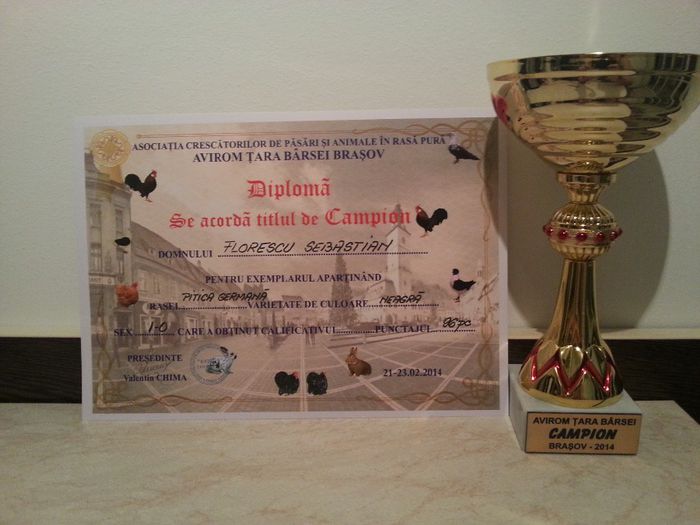 Expo Brasov 2014-Campion - 2 Cupe si Diplome