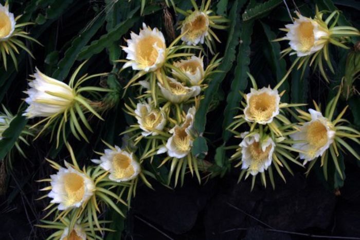 Pitaya-inflorit; (Hylocereus undatus)este un cactus cu flori ce se deschid noaptea
