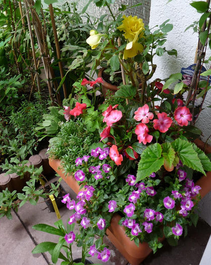 P1050340 - Impatiens