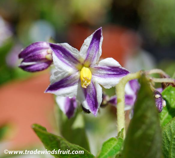 pepino-foare; (Solanum muricatum)
