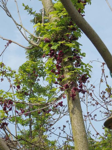 Akebi sau ciocolata violet; (Akebia quintata)originara din japonia
