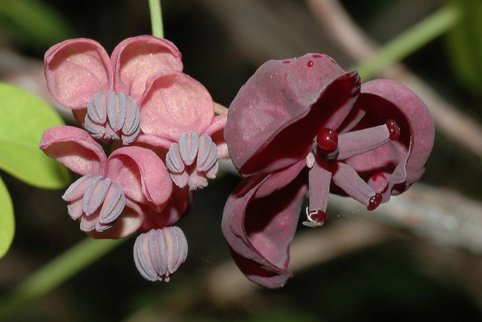 Akebi-flori masc. o floare feminina; (Akebia quintata)
