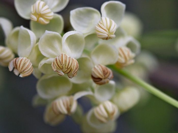 Akebi-flori; (Akebia quintata)pot fi si albe sau combinatii de alb si roz,mov,visiniu
