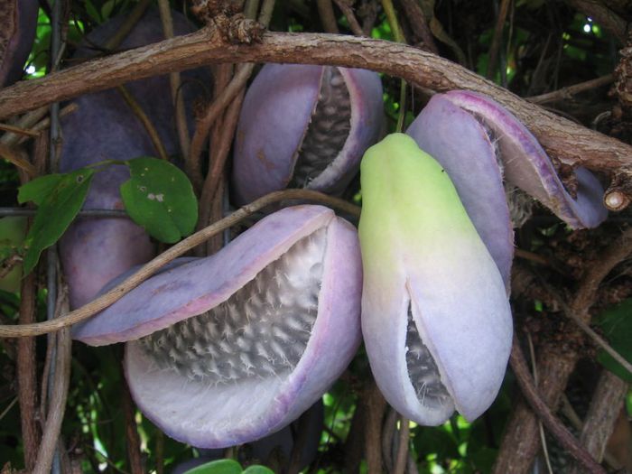 Akebi-fructe; (Akebia quintata)
