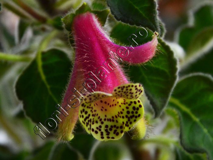 Kohleria 'Luci s Super Gril' - KOHLERIA IV - Hibrizii mei - My hybrids
