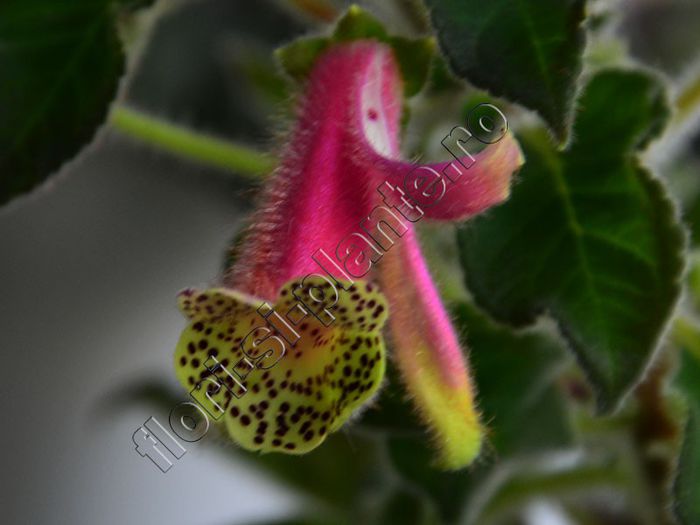 Kohleria Luci s Super Gril - KOHLERIA IV - Hibrizii mei - My hybrids