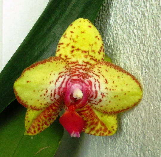 IMG_2134 - Reinfloriri orhidee 2014