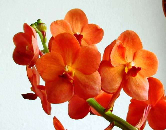 Ascocenda Orange Candy - Reinfloriri orhidee 2014