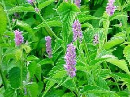 Agastache mexicana - 2-de vanzare 2019-2020-SEMINTE IERBURI FOLOSITOARE SI PLANTE MEDICINALE RARE