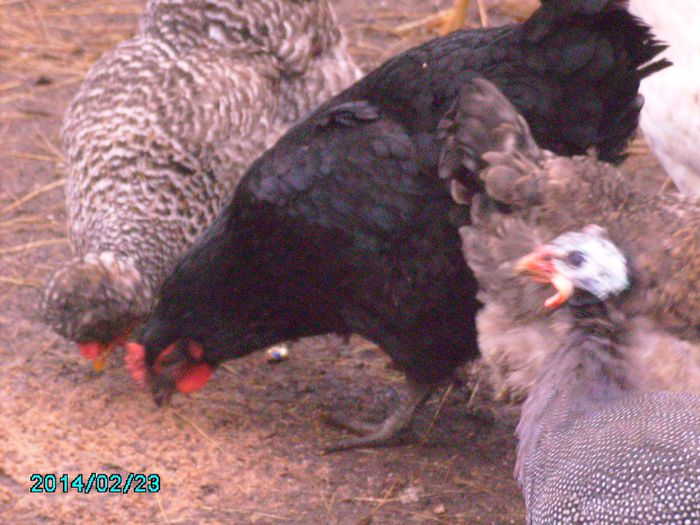IMG_0208 - gaini si cocosi