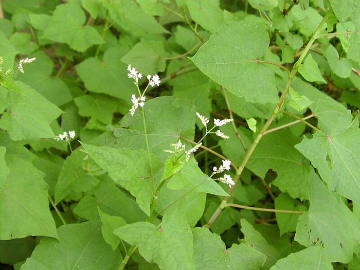 Fagopyrum cymosum - 2-de vanzare 2019-2020-SEMINTE IERBURI FOLOSITOARE SI PLANTE MEDICINALE RARE