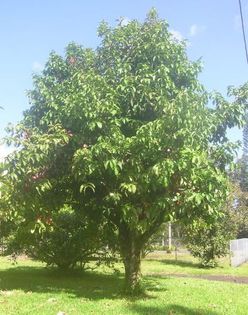 Ohia sau Mountain apple sau Malay apple; (Syzygium malaccense)original din Malaysia
