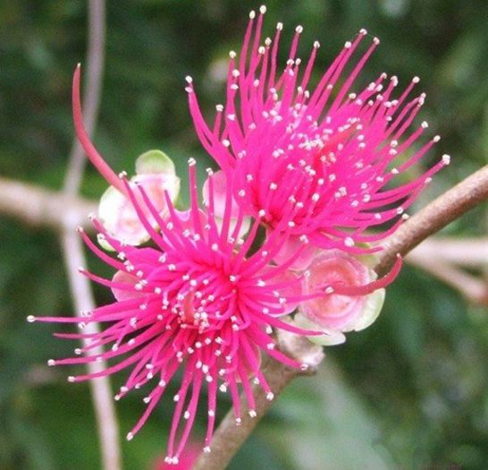Ohia-flori; (Syzygium malaccense)
