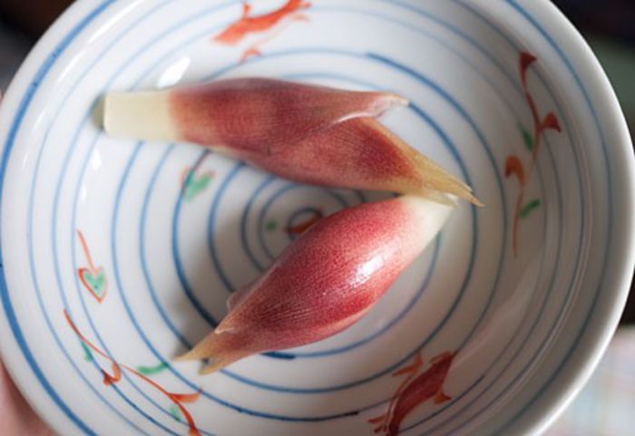 Zingiber mioga - 2-de vanzare 2019-2020-SEMINTE IERBURI FOLOSITOARE SI PLANTE MEDICINALE RARE