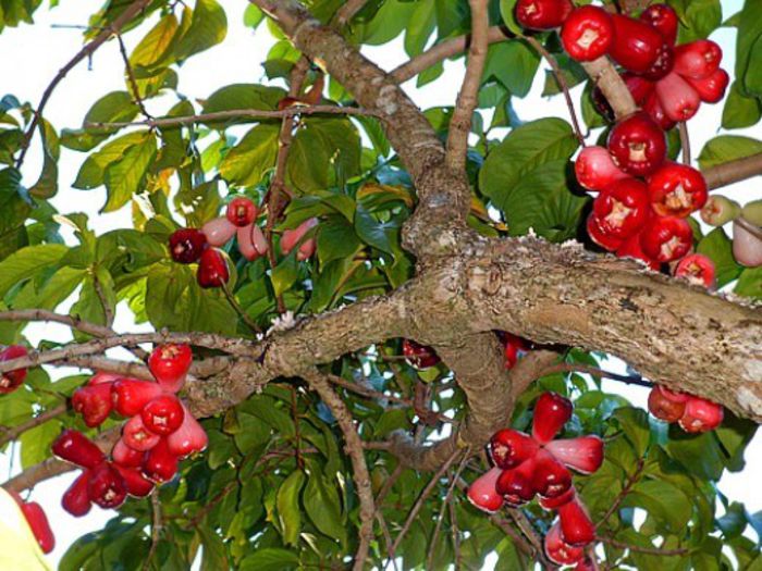 Ohia-fructe; (Syzygium malaccense)
