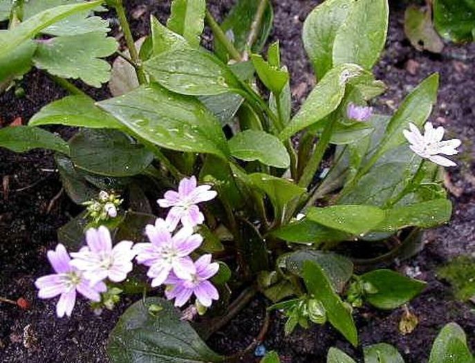 Montia sibirica - 2-de vanzare 2019-2020-SEMINTE IERBURI FOLOSITOARE SI PLANTE MEDICINALE RARE