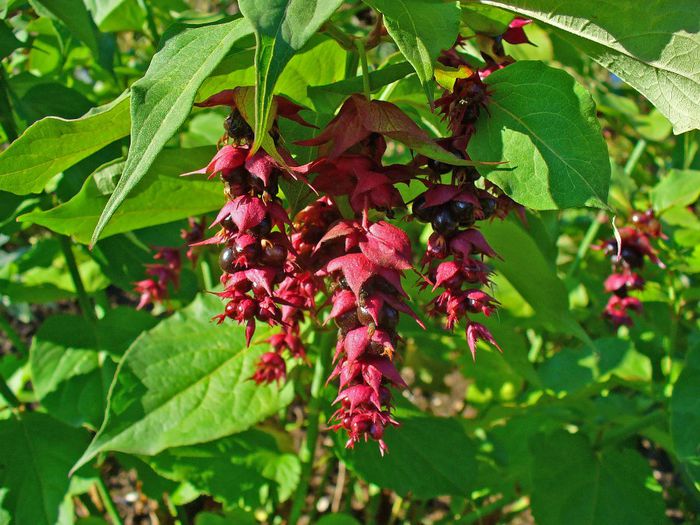 Leycesteria formosa