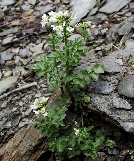 Cardamine amara