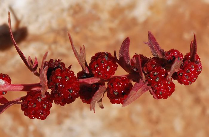 Chenopodium foliosum