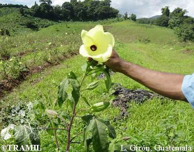 Abelmoschus manihot