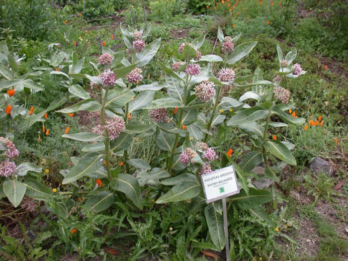 Asclepias speciosa