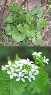 Alliaria petiolata - 2-de vanzare 2019-2020-SEMINTE IERBURI FOLOSITOARE SI PLANTE MEDICINALE RARE