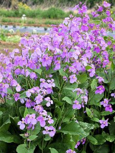 Orychophragmus violaceus - 2-de vanzare 2019-2020-SEMINTE IERBURI FOLOSITOARE SI PLANTE MEDICINALE RARE