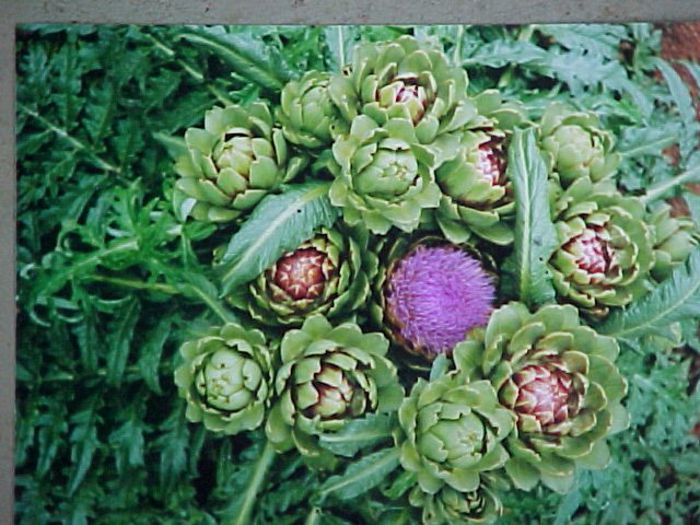 Cynara scolymus - 2-de vanzare 2019-2020-SEMINTE IERBURI FOLOSITOARE SI PLANTE MEDICINALE RARE