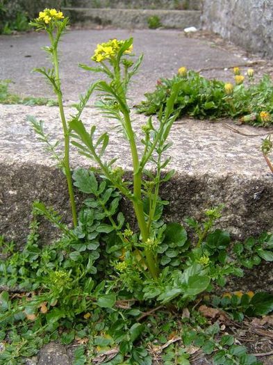 Barbarea praecox - 2-de vanzare 2019-2020-SEMINTE IERBURI FOLOSITOARE SI PLANTE MEDICINALE RARE