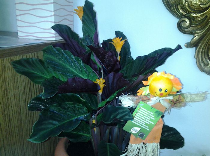 primita astazi -sot..