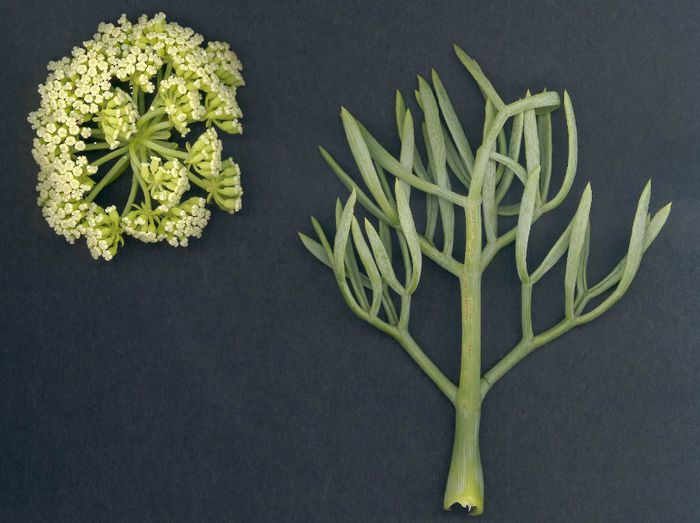 Crithmum maritimum - 2-de vanzare 2019-2020-SEMINTE IERBURI FOLOSITOARE SI PLANTE MEDICINALE RARE