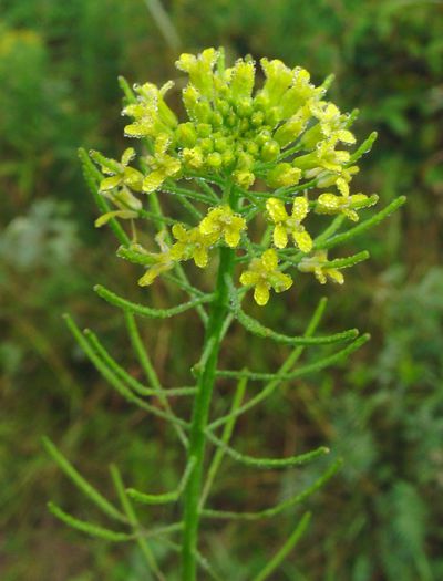 Brassica juncea