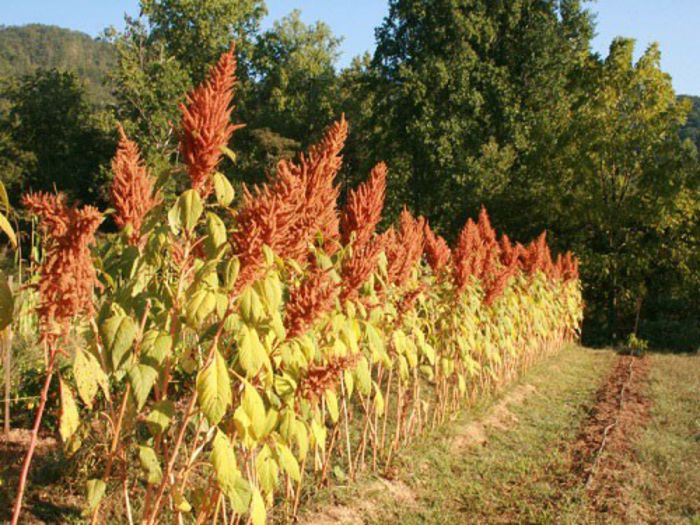 Amaranthus hypochondriacus