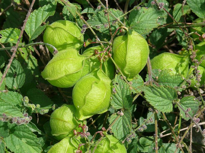 Cardiospermum halicacabum