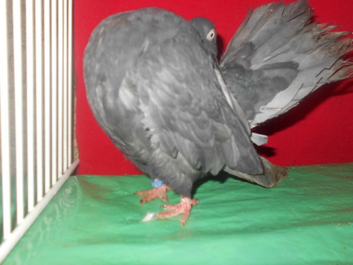 femela