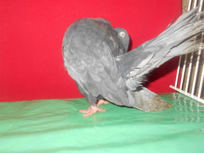 mascul