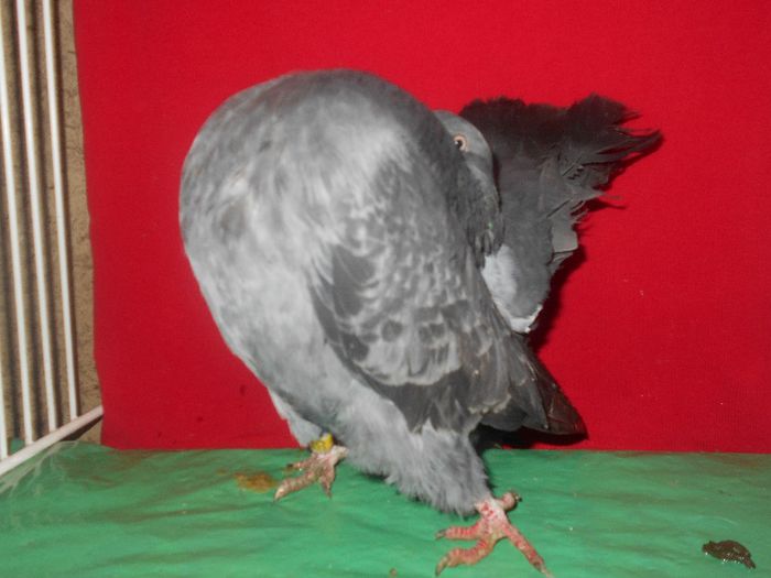 femela