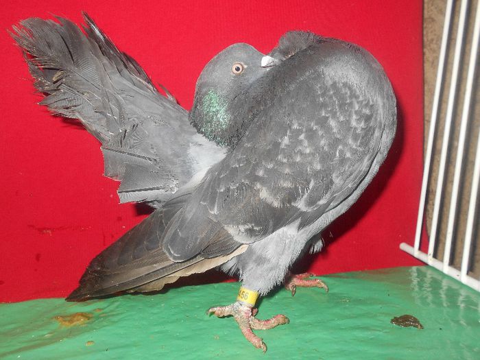 mascul