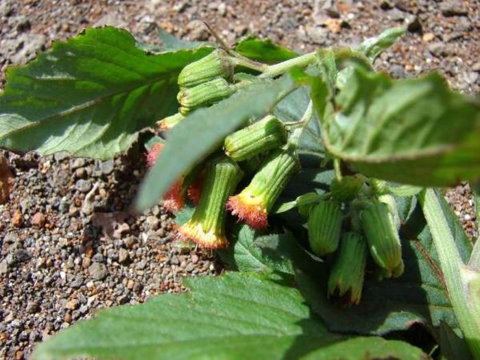 Crassocephalum vitellinum