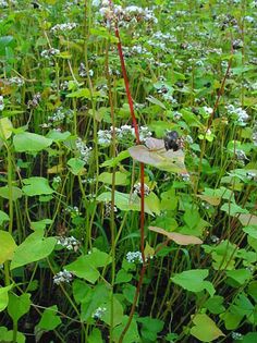 Fagopyrum esculentum