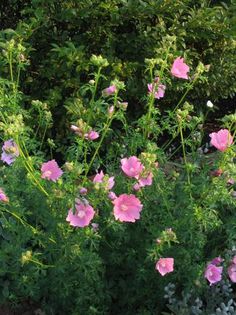 Malva alcea
